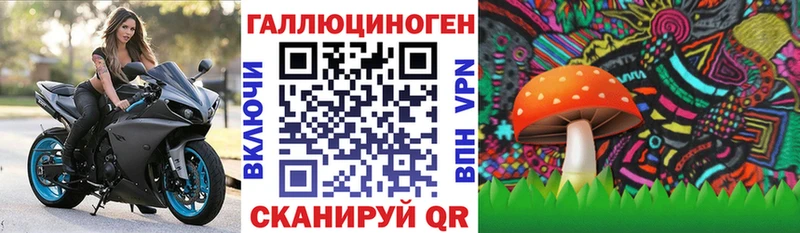 Псилоцибиновые грибы Psilocybine cubensis  Горбатов 
